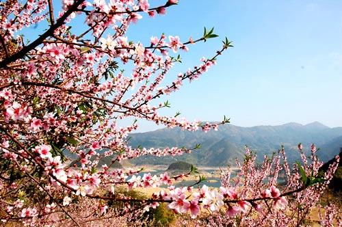 廣東清遠：桃花朵朵笑春風