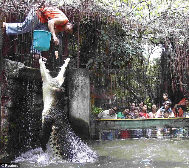 菲律賓鱷魚(yú)飼養(yǎng)員“秀”膽量 驚險(xiǎn)投喂吸引眼球