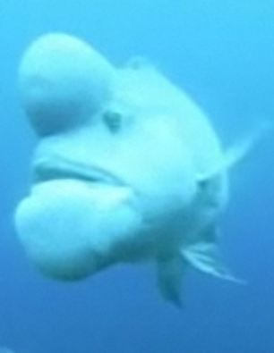 世界最丑魚現(xiàn)身日本海域？頭上長大包綽號(hào)“史萊克”