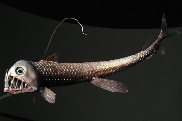 柏林自然博物館展出深海奇異生物