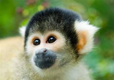 Image: Squirrel monkey NASA將使用松鼠猴測(cè)試太空輻射影響
