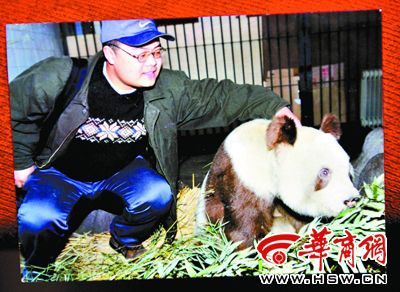 陜西佛坪發(fā)現(xiàn)有記載以來第5只棕色大熊貓