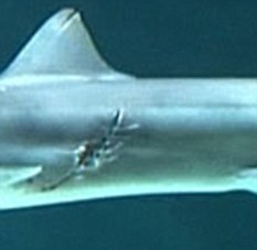 新西蘭鯊魚(yú)遭意外“剖腹產(chǎn)” 一胞八胎皆存活