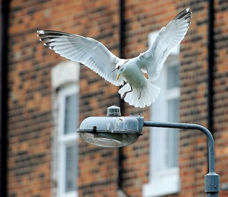英國(guó)海鷗頭部被飛鏢洞穿 頭頂兇器照飛不誤