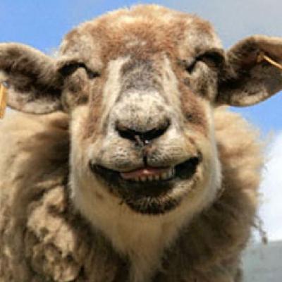 圖：誰說動(dòng)物不會(huì)笑？歡喜表情堪比人
