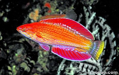 印尼發(fā)現(xiàn)“閃光”新魚種 求偶時呈現(xiàn)多重色調(diào)
