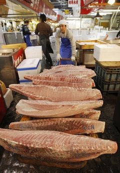 大西洋藍(lán)鰭金槍魚禁捕令未在聯(lián)合國獲得通過