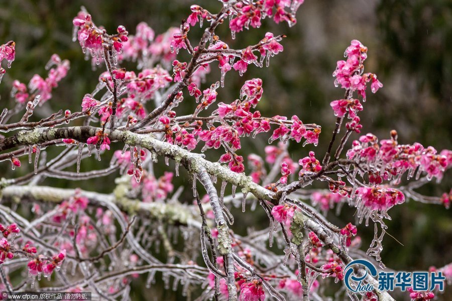美國南部遭遇災難性暴風雪:大雪厚冰前所未有
