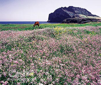 濟(jì)州島面朝大海 春暖花開