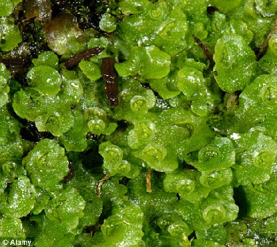 阿根廷發(fā)現(xiàn)4.72億年前苔化石 或為陸上植物祖先