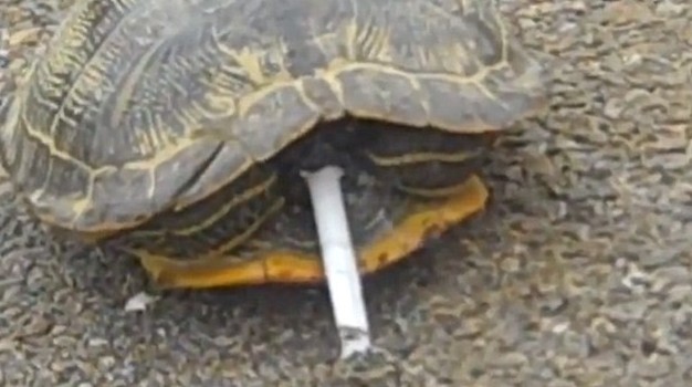 滿地找煙頭的獵犬、被迫戒煙的猩猩 動(dòng)物“煙鬼”的滑稽百態(tài)