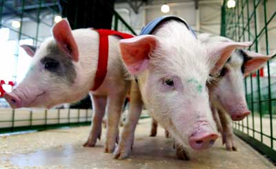 Pig Olympics