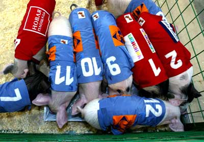Pig Olympics
