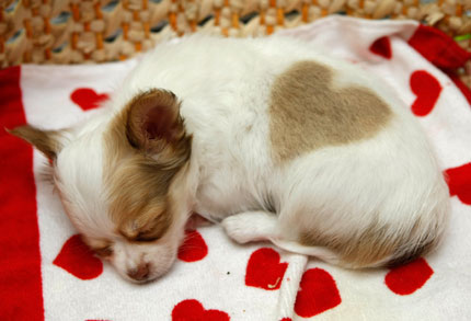 A long-coated male chihuahua named