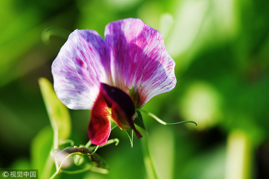 踏青季：春天盛開的9種鮮花 哪一種最美？（組圖）