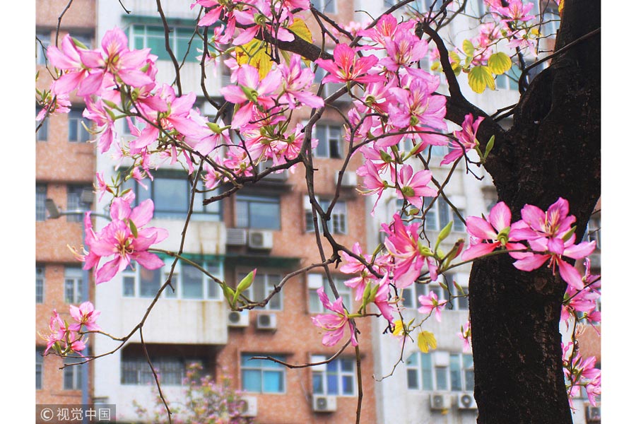 踏青季：春天盛開的9種鮮花 哪一種最美？（組圖）