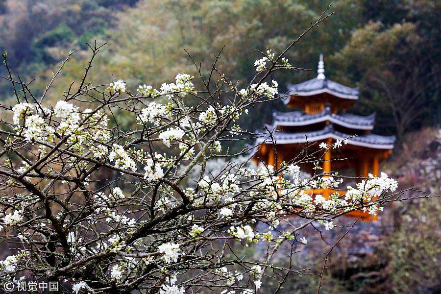 踏青季：春天盛開的9種鮮花 哪一種最美？（組圖）
