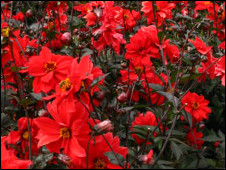 Red! 紅色！