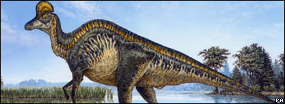 Dinosaur Found in China 中國(guó)山東發(fā)現(xiàn)恐龍化石群