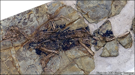 Bird or dinosaur 是鳥(niǎo)？還是恐龍？