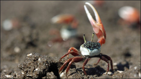 Robocrab 機械螃蟹