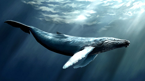 Whale song plan for old military base 改建之后的“鯨魚(yú)之歌”旅游景點(diǎn)