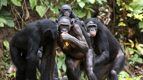 Bonobos' clue to speech evolution 倭黑猩猩的叫聲為語言進(jìn)化提供線索
