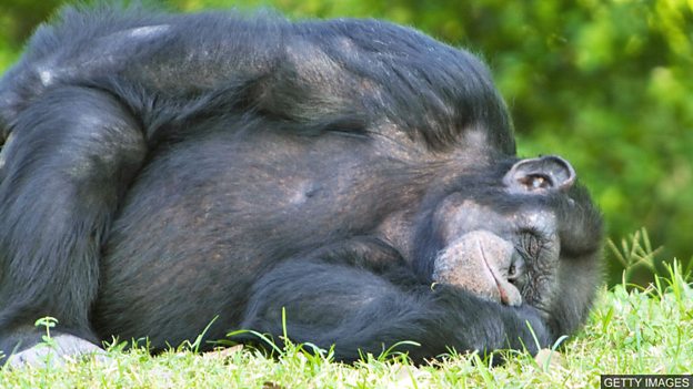 Are chimpanzee beds cleaner than human ones? 黑猩猩的“床”比人類的床還干凈？