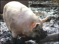 City Farm 城市農(nóng)場