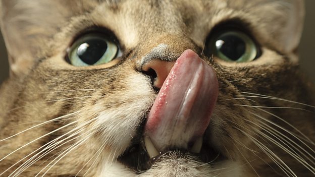 Cat got your tongue? 不吭聲，無(wú)言以對(duì)