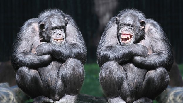 Why do we laugh? 為什么我們會笑？