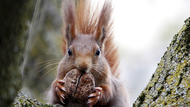 To squirrel something away 把東西儲(chǔ)藏起來