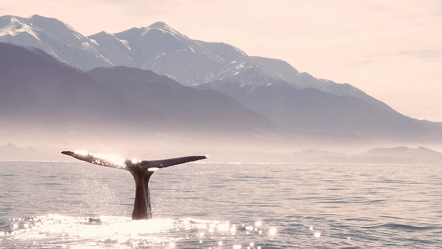 A whale of a time 快樂時(shí)光