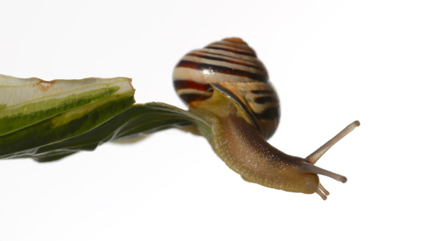 Out on a limb 處于危境、孤立無(wú)援