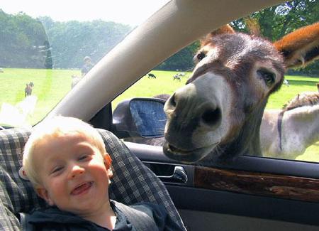 Drive through zoo 當(dāng)人類(lèi)從動(dòng)物園駛過(guò)