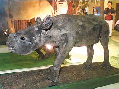 世博肯尼亞館迎來(lái)“獅子王”和“犀牛寶寶”