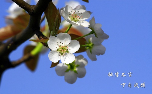 “桃李不言，下自成蹊”