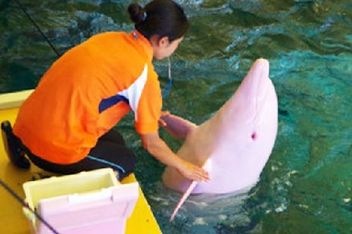 日本一白色海豚激動時變粉色