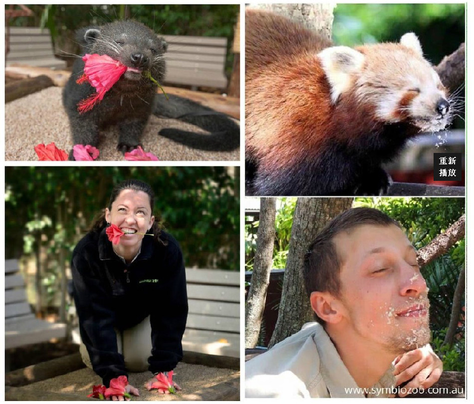 腦洞大開(kāi)！澳大利亞飼養(yǎng)員模仿動(dòng)物大賽