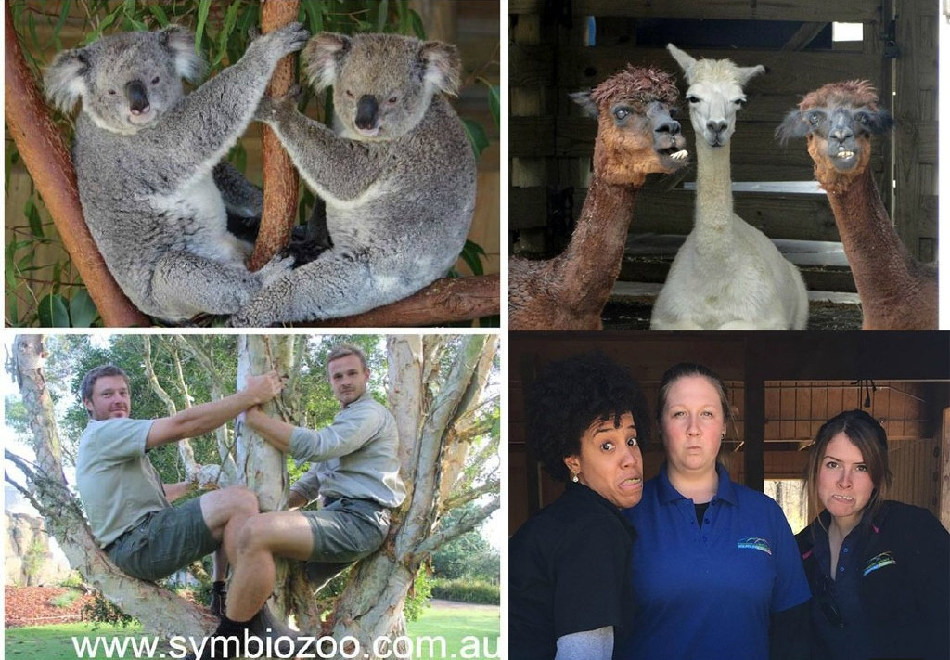 腦洞大開！澳大利亞飼養(yǎng)員模仿動物大賽