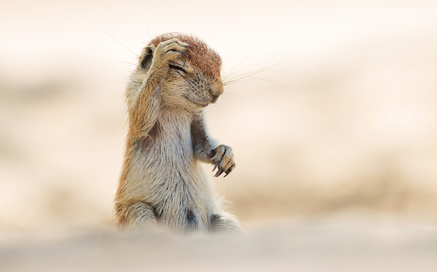 萌翻天！2015最逗比動物圖集