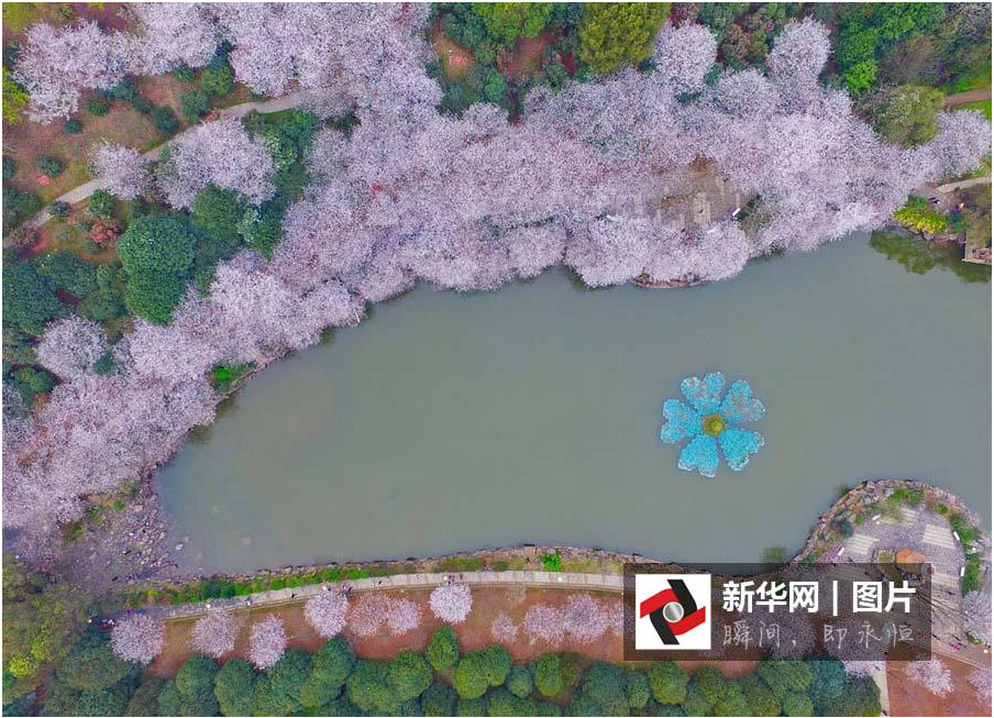 航拍：長(zhǎng)沙櫻花絢爛綻放 如詩(shī)如畫(huà)