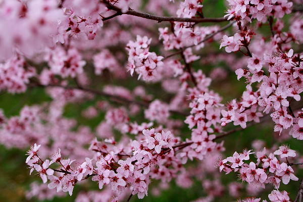 Tip Talk：大家來(lái)賞花