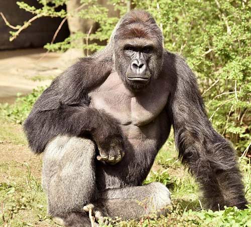 四歲男童爬入猩猩池，動物園射殺大猩猩引爭議