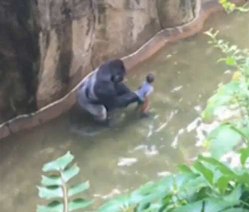 四歲男童爬入猩猩池，動物園射殺大猩猩引爭議