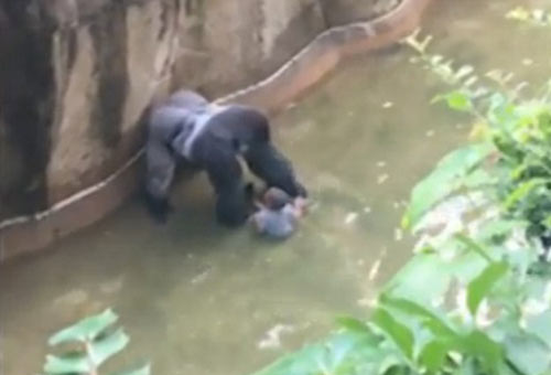 四歲男童爬入猩猩池，動物園射殺大猩猩引爭議