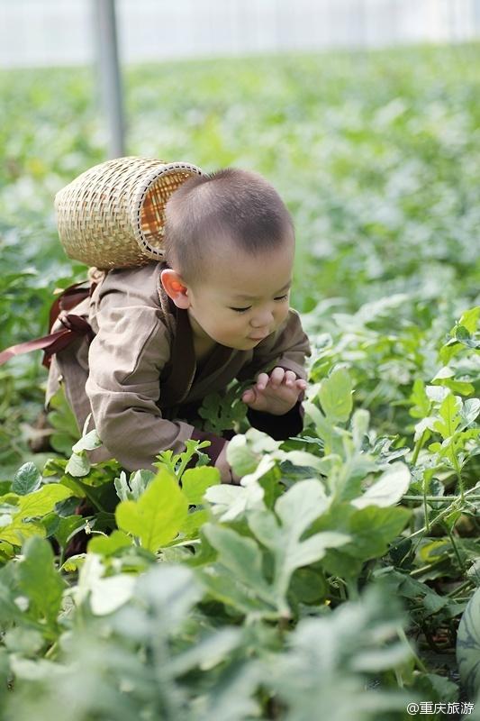 2歲萌娃吆喝自家西瓜 這個(gè)“瓜娃子”要火?。ńM圖）