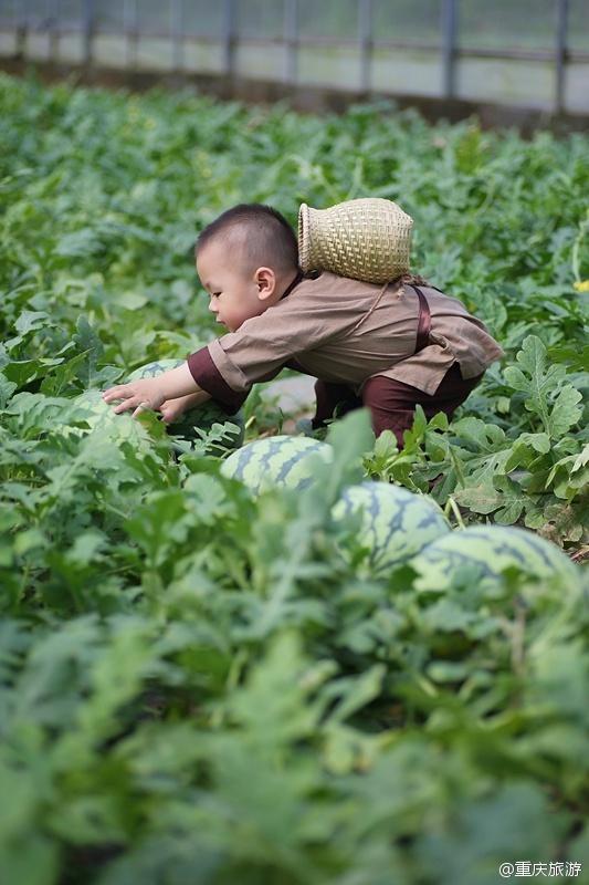 2歲萌娃吆喝自家西瓜 這個“瓜娃子”要火?。ńM圖）