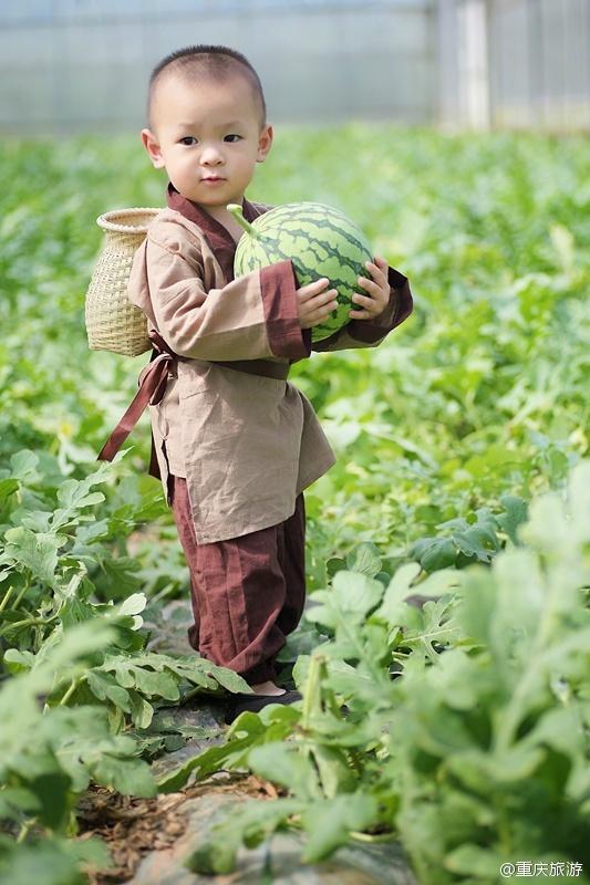 2歲萌娃吆喝自家西瓜 這個(gè)“瓜娃子”要火?。ńM圖）