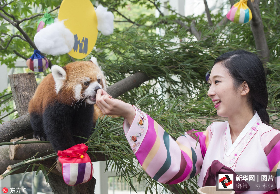 吃得開(kāi)心！韓國(guó)動(dòng)物園大熊貓?zhí)崆跋硎芄?jié)日大餐（組圖）